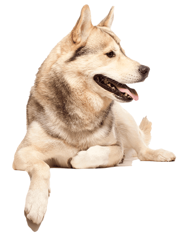 A husky laying down A husky laying down