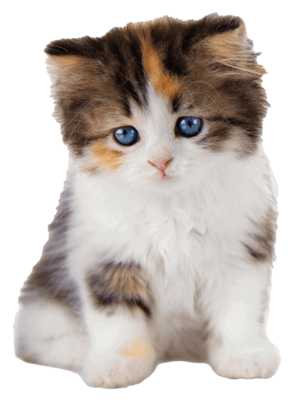 A fluffy kitten A fluffy kitten