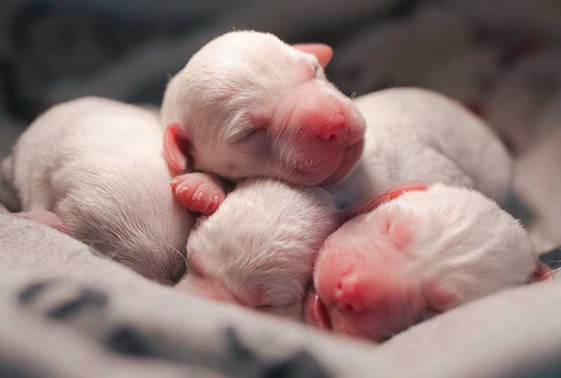 Puppies napping Puppies napping