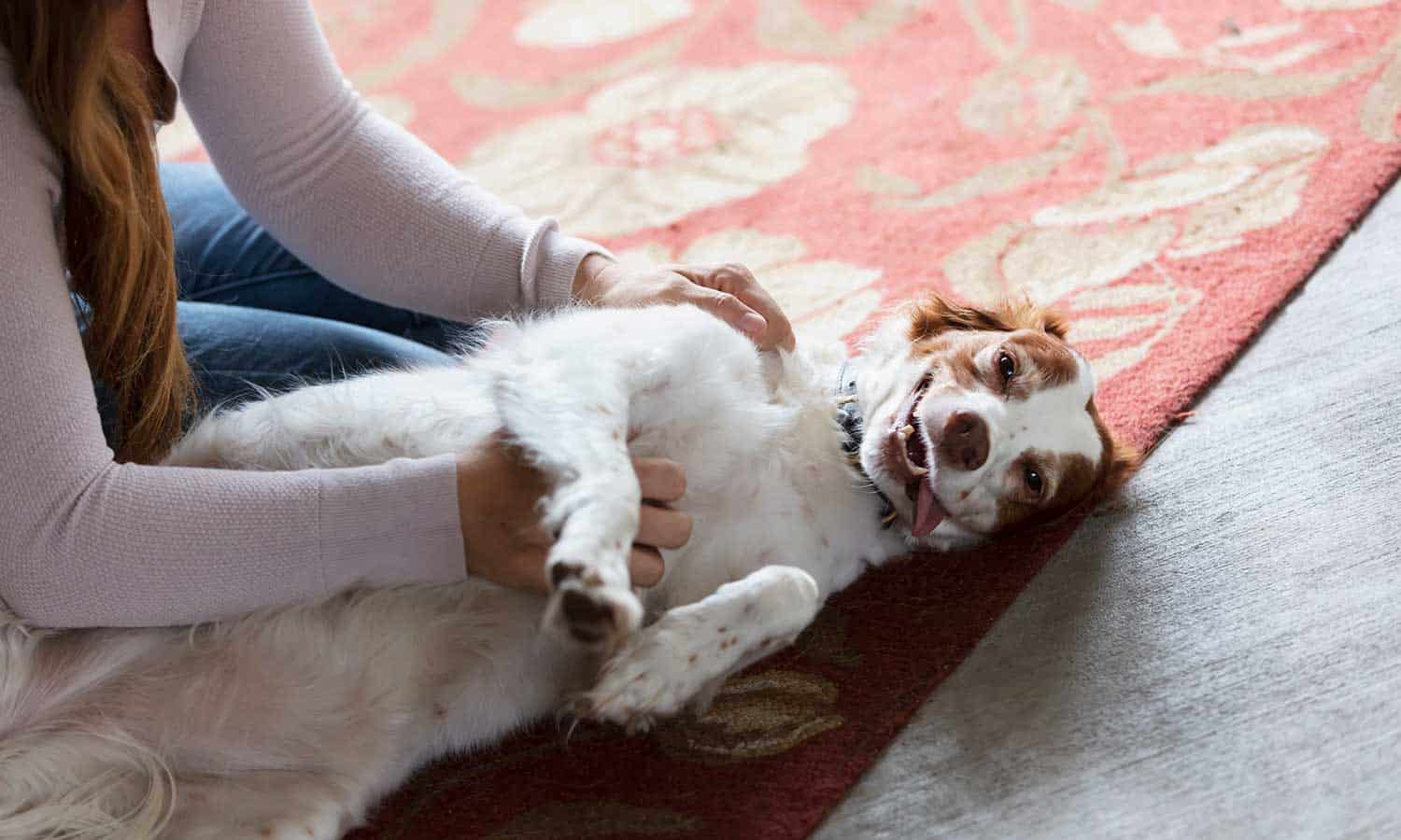 Senior Pets: The Golden Years of Wagging Tails and Tender Care