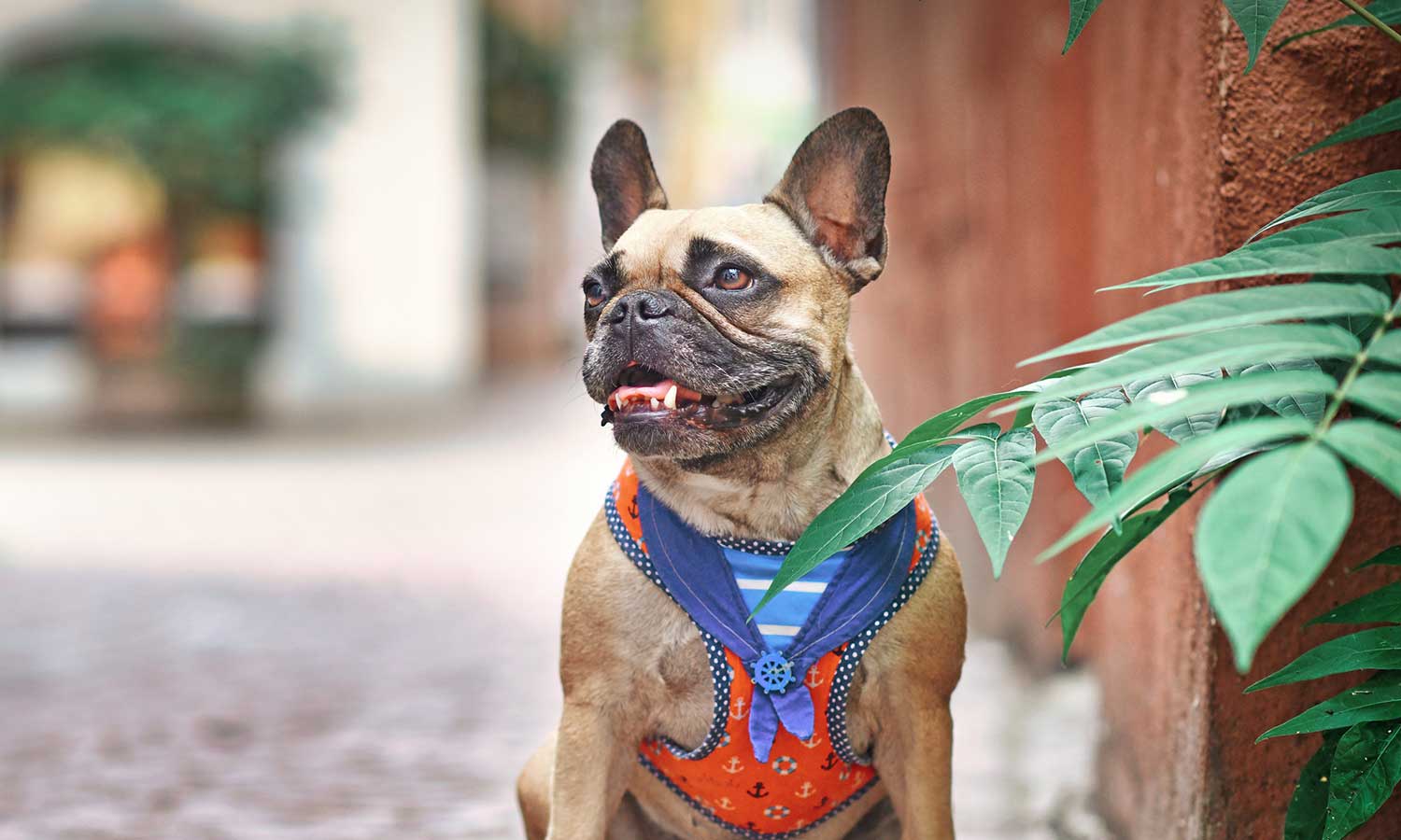 A dog sitting in the outdoors