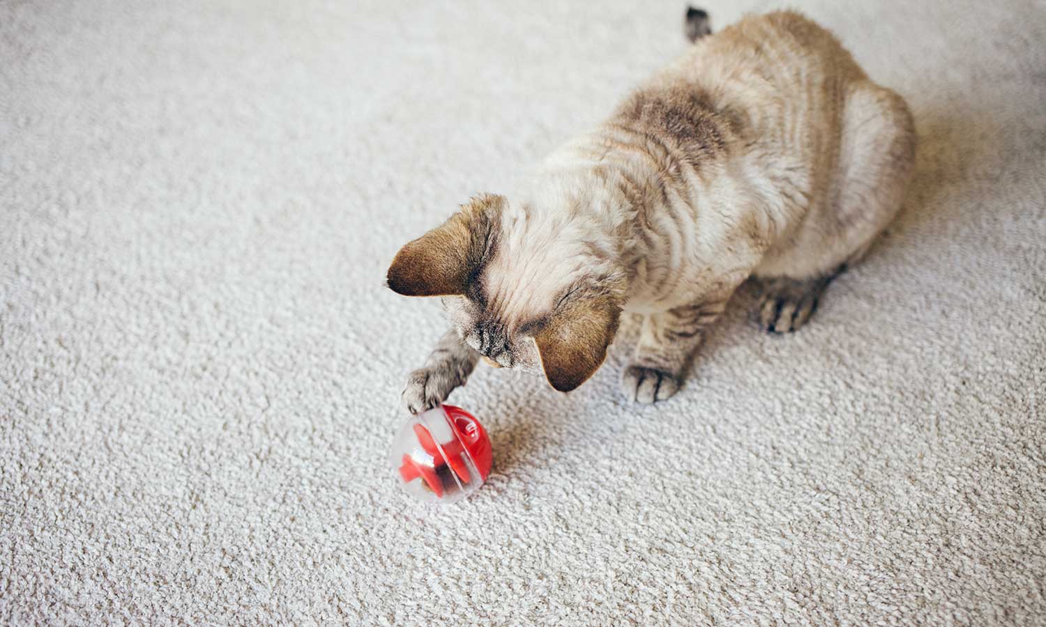 A cat playing with a toy